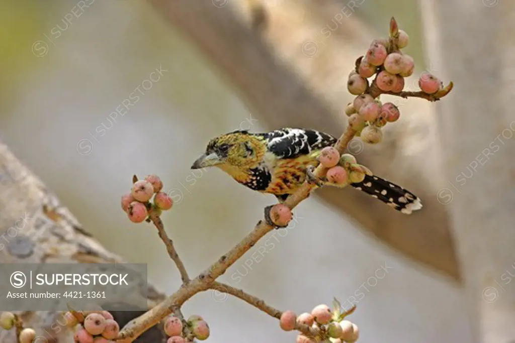 Crested Barbet (Trachyphonus vaillantii) adult, perched on branch in fruiting tree, South Africa