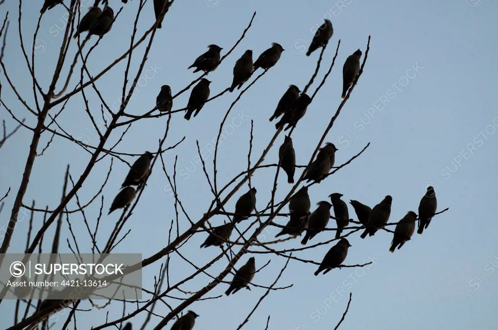 Bohemian Waxwing (Bombycilla garrulus) flock, perched in tree, silhouetted at sunset, Kent, England, december