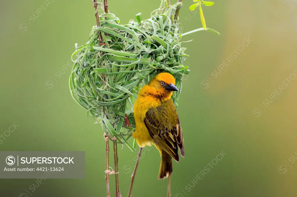 Cape Weaver (Ploceus capensis) adult male, building nest, Stellenbosch, Western Cape, South Africa