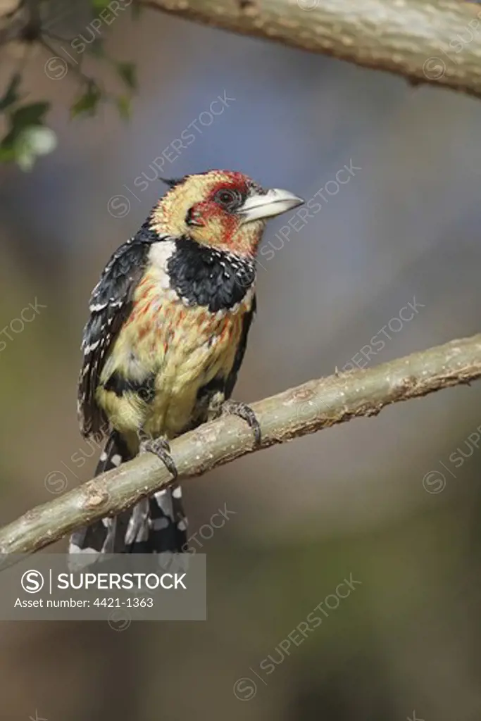 Crested Barbet (Trachyphonus vaillantii) adult male, perched on twig, Pilanesberg N.P., North West Province, South Africa