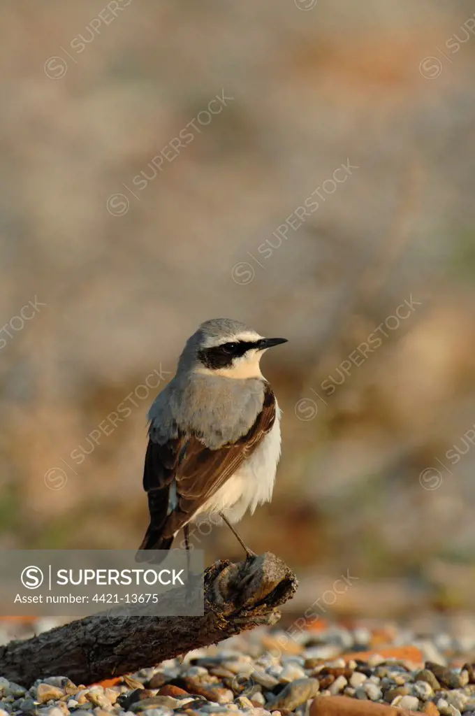 Northern Wheatear (Oenanthe oenanthe) adult male, summer plumage, resting during migration, Lesvos, Greece, april