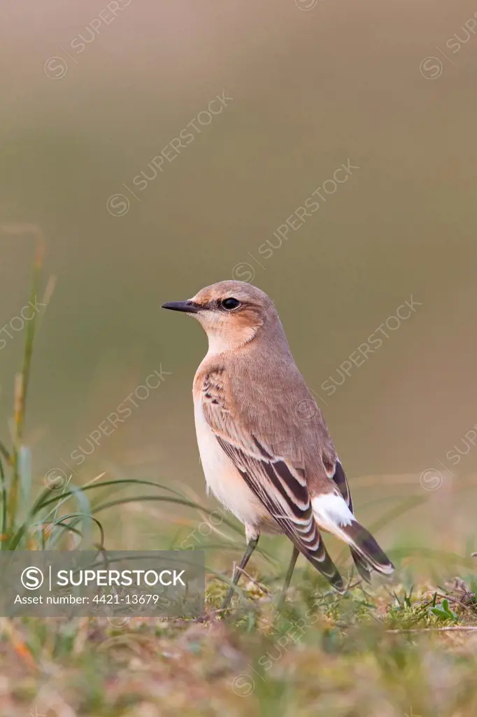 Northern Wheatear (Oenanthe oenanthe) adult, autumn plumage, standing on ground, Suffolk, England, september