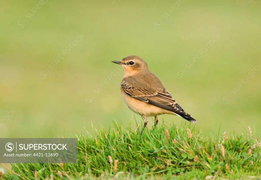 Northern Wheatear (Oenanthe oenanthe) adult, winter plumage, migrant standing on grass, Salthouse, Norfolk, England, september