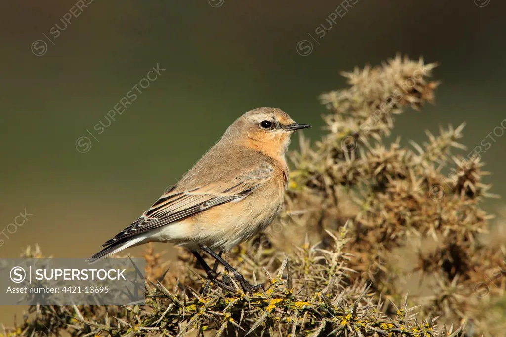 Northern Wheatear (Oenanthe oenanthe) adult female, first winter plumage, perched on gorse, Stanpit Marshes, Dorset, England, october