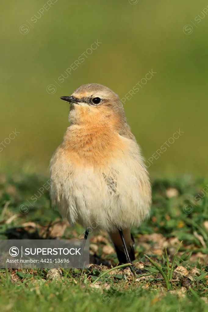 Northern Wheatear (Oenanthe oenanthe) adult female, first winter plumage, standing on short turf, Stanpit Marshes, Dorset, England, october