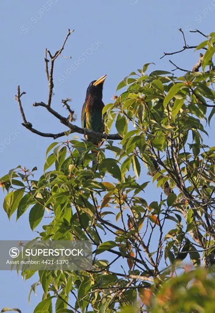 Great Barbet (Megalaima virens) adult male, calling, perched at top of tree, Kaeng Krachan N.P., Thailand, february