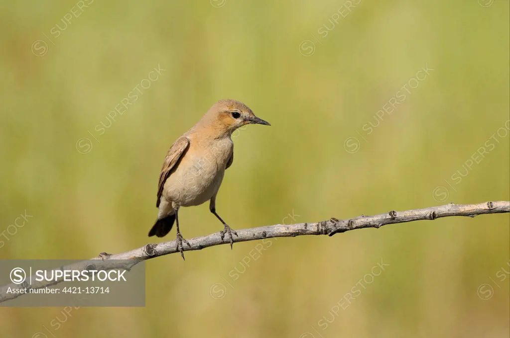 Isabelline Wheatear (Oenanthe isabellina) adult, perched on twig, Bulgaria, may