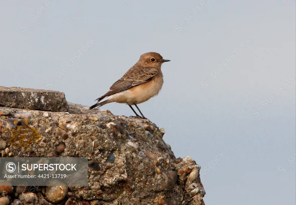 Pied Wheatear (Oenanthe pleschanka) first year female, vagrant, standing on concrete bunker, Norfolk, England, october