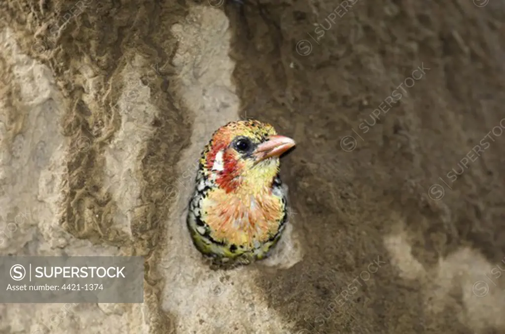 Red-and-yellow Barbet (Trachyphonus erythrocephalus) adult, at nesthole entrance in termite mound, Lake Baringo, Great Rift Valley, Kenya