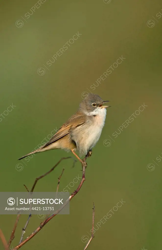 Common Whitethroat (Sylvia communis) adult male, singing, perched on twig, Merseyside, England