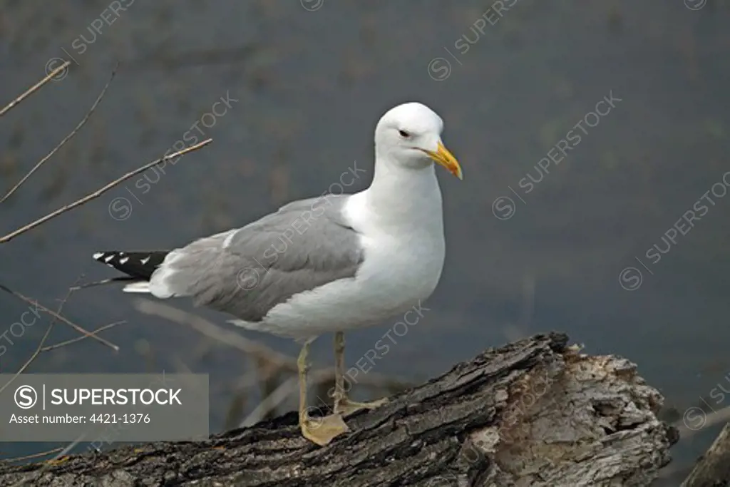 Caspian Gull (Larus cachinnans) adult, summer plumage, standing on log beside water, Tulcea, Danube Delta, Dobrogea, Romania, may