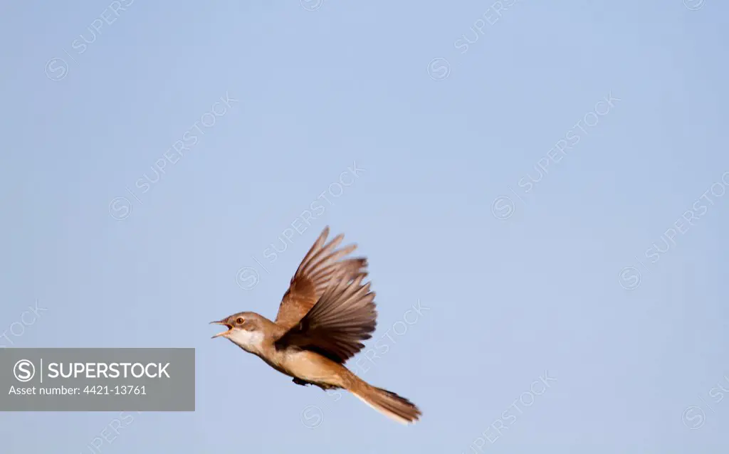 Common Whitethroat (Sylvia communis) adult male, singing, in flight, Norfolk, England, april