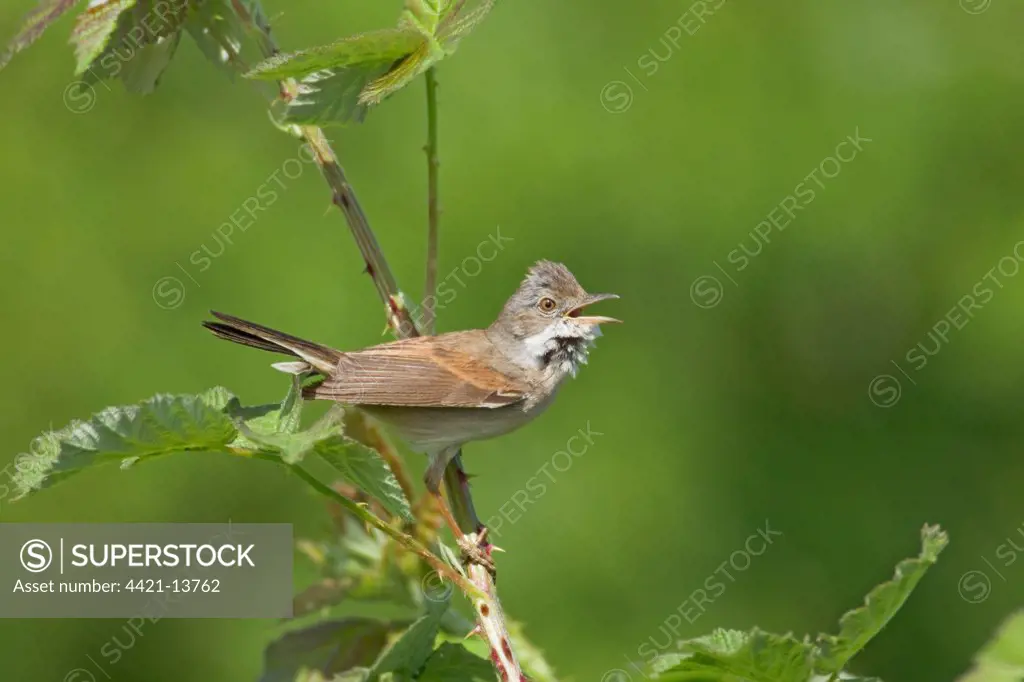 Common Whitethroat (Sylvia communis) adult male, singing, perched on stem with thorns, Essex, England, april