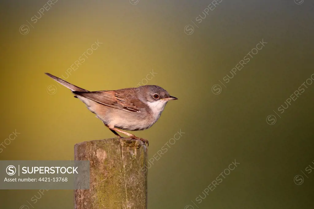 Common Whitethroat (Sylvia communis) adult male, perched on post, Midlands, England, april