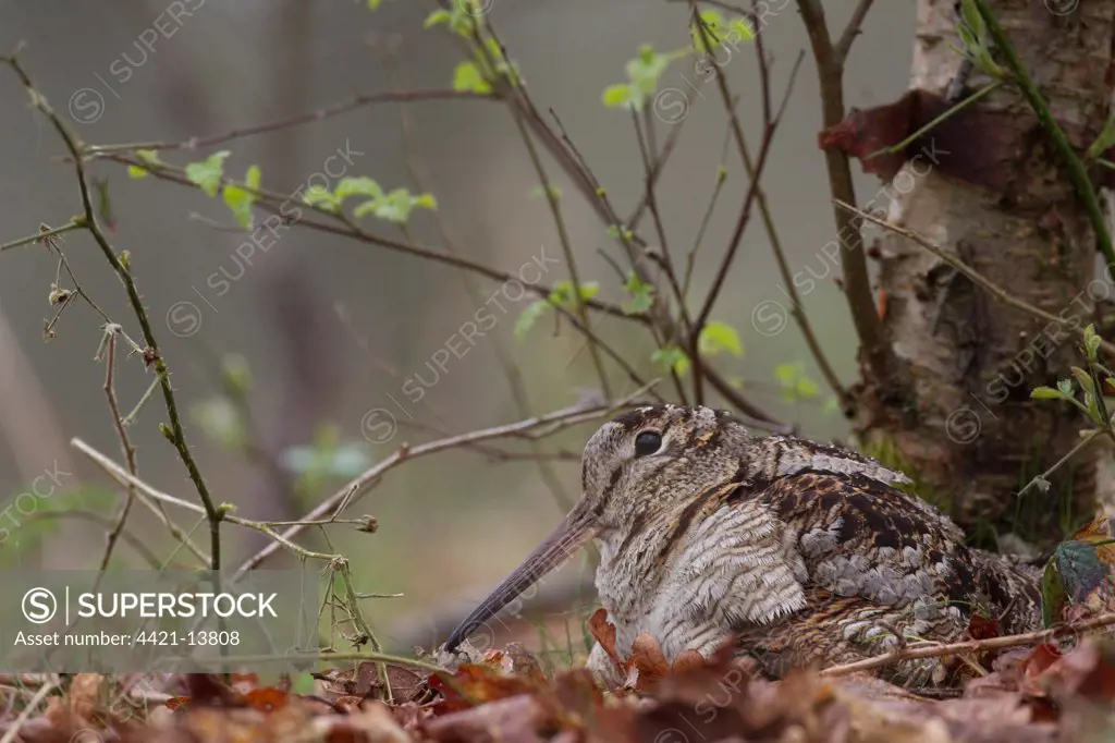 Eurasian Woodcock (Scolopax rusticola) adult, sitting at nest, in oak woodland, Peak District, Derbyshire, England, spring