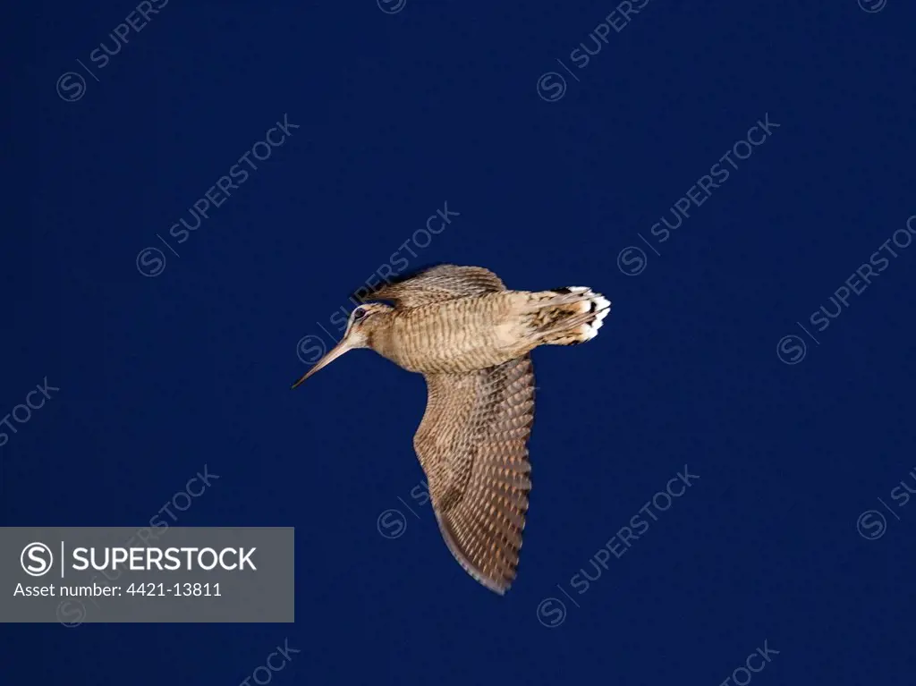 Eurasian Woodcock (Scolopax rusticola) adult, in roding flight over territory at dusk, Norfolk, England, june