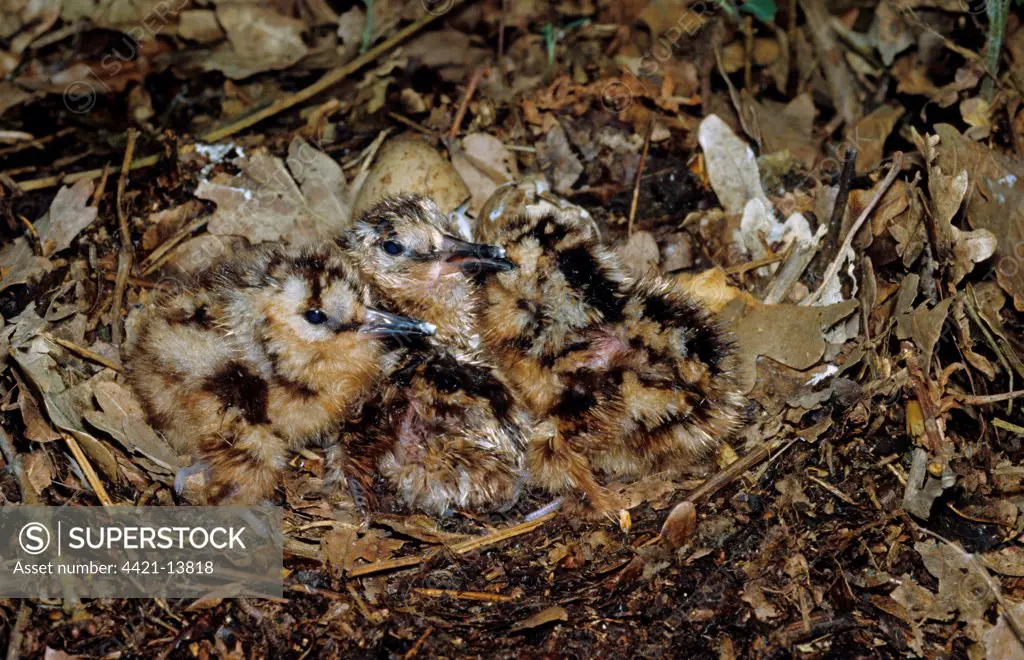 Eurasian Woodcock (Scolopax rusticola) newly hatched chicks in nest, camouflaged on woodland floor, Nocton Wood, Lincolnshire, England