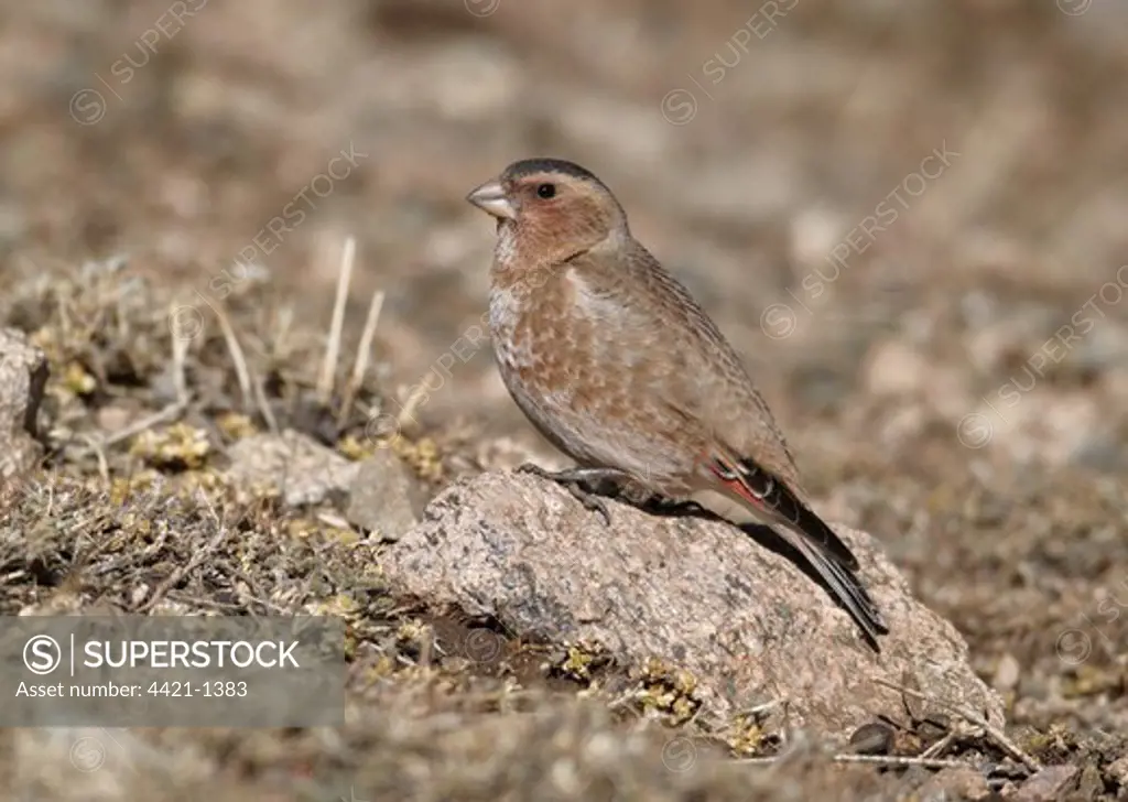 Crimson-winged Finch (Rhodopechys sanguinea aliena) North African Subspecies, adult male, standing on rock, Oukaimeden, Morocco, february