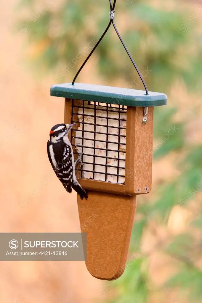 Downy Woodpecker (Picoides pubescens) adult male, feeding at suet feeder in garden, U.S.A.