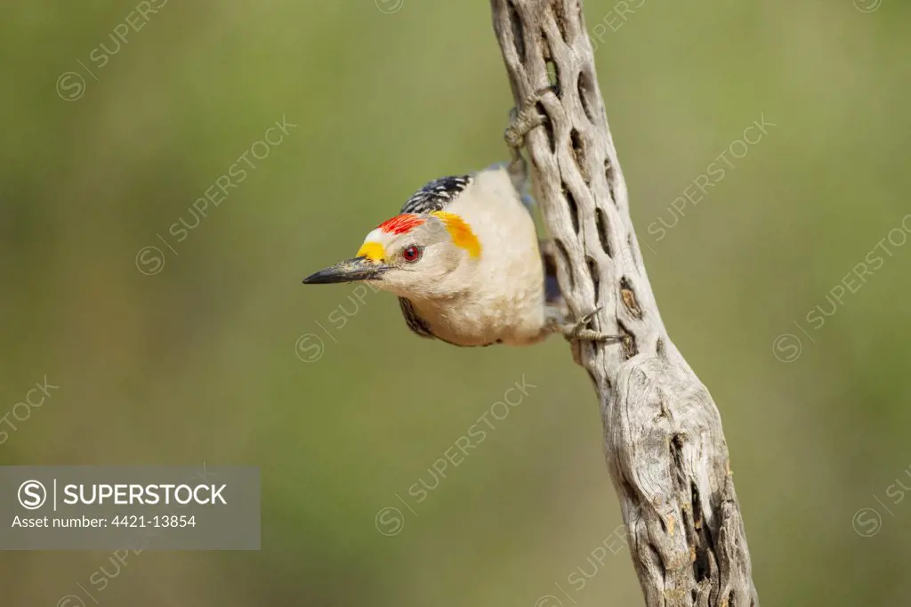 Golden-fronted Woodpecker (Melanerpes aurifrons) adult male, clinging to cactus skeleton, South Texas, U.S.A., may