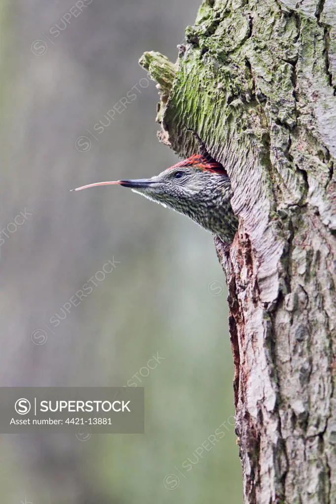 Green Woodpecker (Picus viridis) female chick, with tongue sticking out, at nest hole entrance in tree trunk, Suffolk, England, may