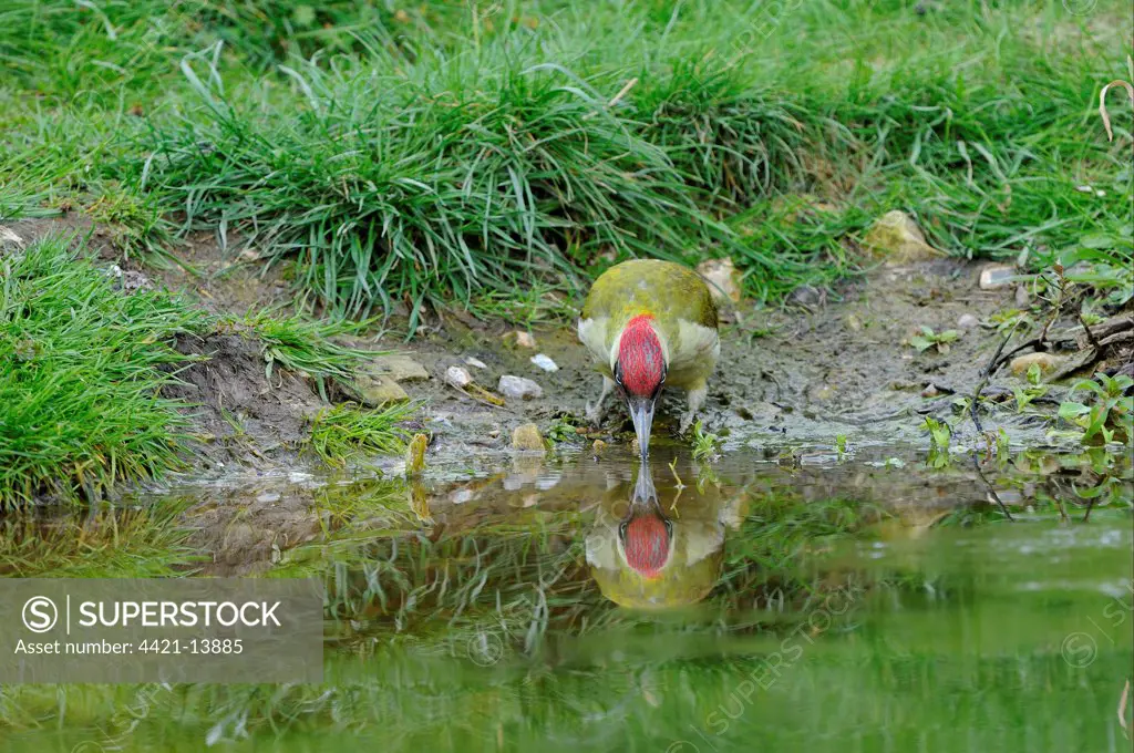 Green Woodpecker (Picus viridis) adult male, drinking from pond, Oxfordshire, England, april