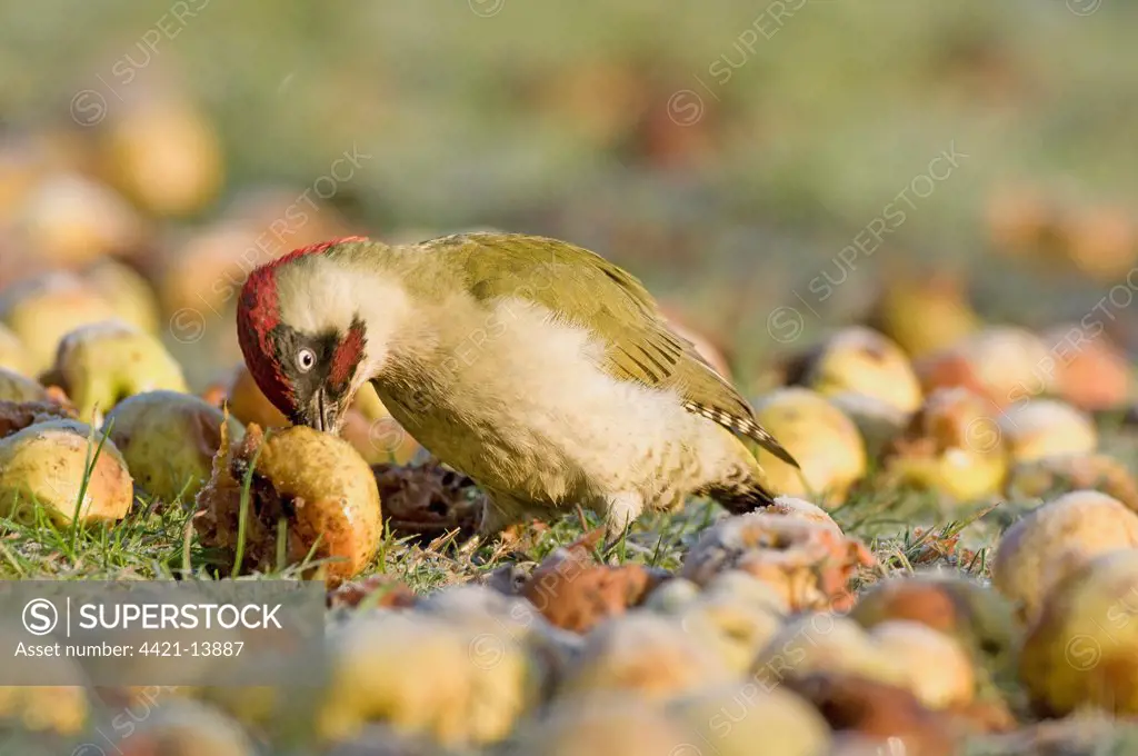 Green Woodpecker (Picus viridis) adult male, feeding on windfall apples, England, january