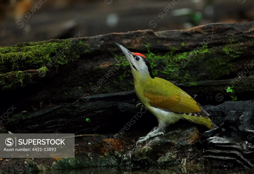 Grey-headed Woodpecker (Picus canus hessei) adult male, drinking at forest pool, Kaeng Krachan N.P., Thailand, november