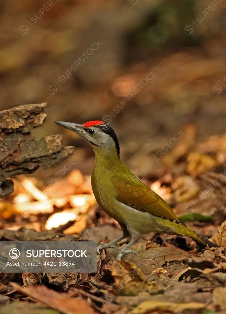 Grey-headed Woodpecker (Picus canus hessei) adult male, standing on forest floor, Kaeng Krachan N.P., Thailand, november
