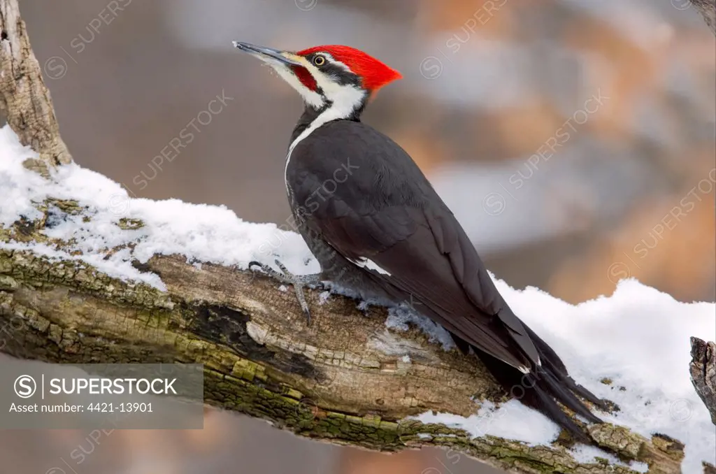 Pileated Woodpecker (Dryocopus pileatus) adult male, perched on locust branch in snow, U.S.A., winter