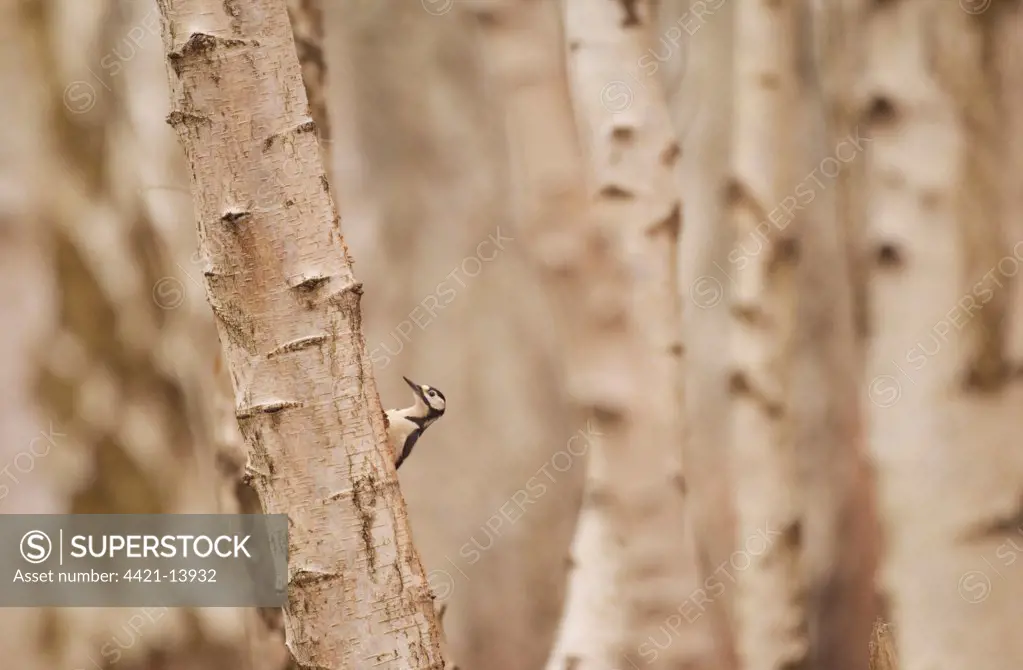 Greater Spotted Woodpecker (Dendrocopus major) adult male, on silver birch trunk in woodland, Derbyshire, England, december