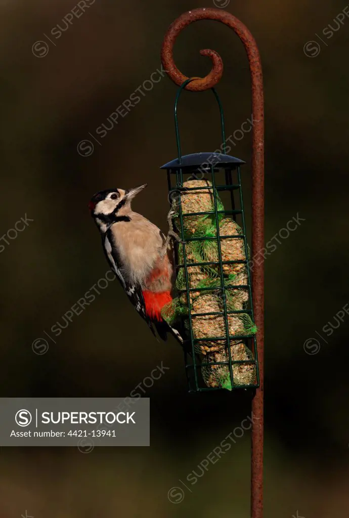 Greater Spotted Woodpecker (Dendrocopus major) immature male, feeding on fat feeder in garden, Norfolk, England, october