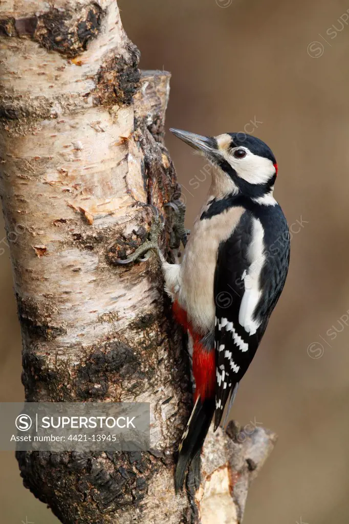 Greater Spotted Woodpecker (Dendrocopus major) adult male, clinging to Silver Birch (Betula pendula) branch, Leicestershire, England, february