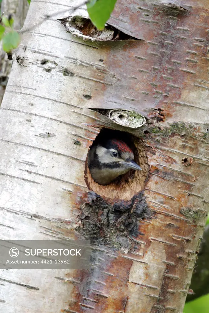 Greater Spotted Woodpecker (Dendrocopos major) young, looking out from nesthole entrance in birch tree trunk, Warwickshire, England, may