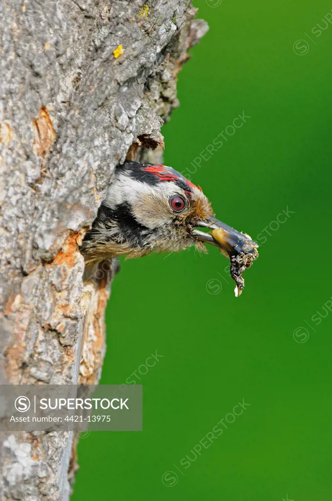 Lesser Spotted Woodpecker (Dendrocopus minor) adult male, emerging from nesthole entrance, with faecal sac in beak, Bulgaria