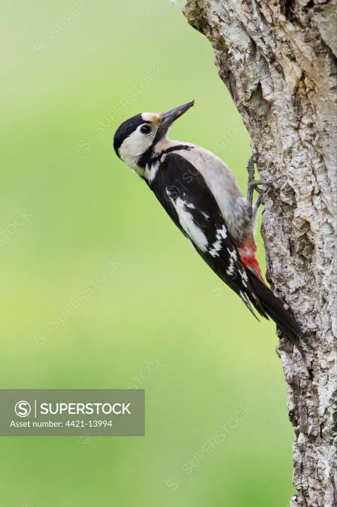 Syrian Woodpecker (Dendrocopos syriacus) adult female, clinging on tree trunk near nesthole, Bulgaria, may
