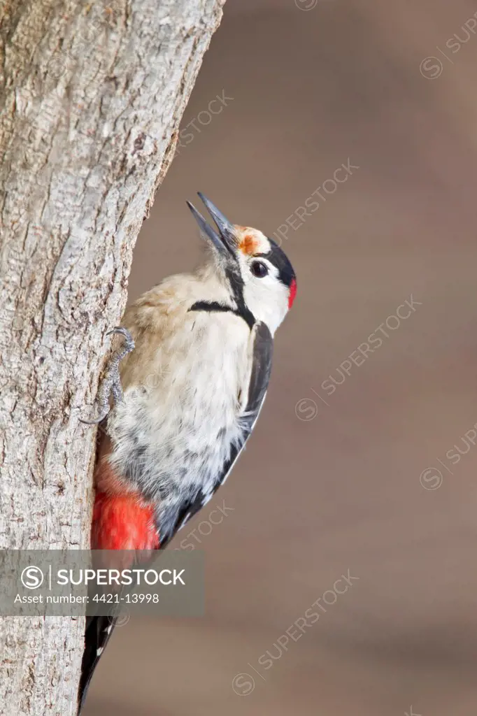 Syrian Woodpecker (Dendrocopos syriacus) adult male, feeding, clinging to tree trunk, Bulgaria, january
