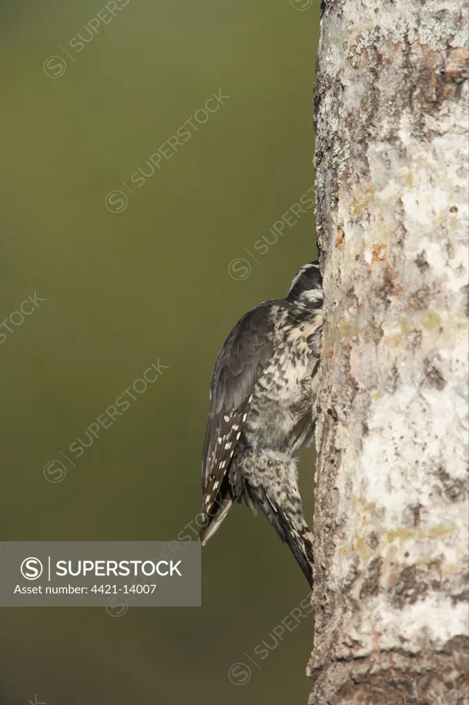 Three-toed Woodpecker (Picoides tridactylus) adult male, bringing food to nest, at nesthole in tree trunk, Oulu Region, Finland