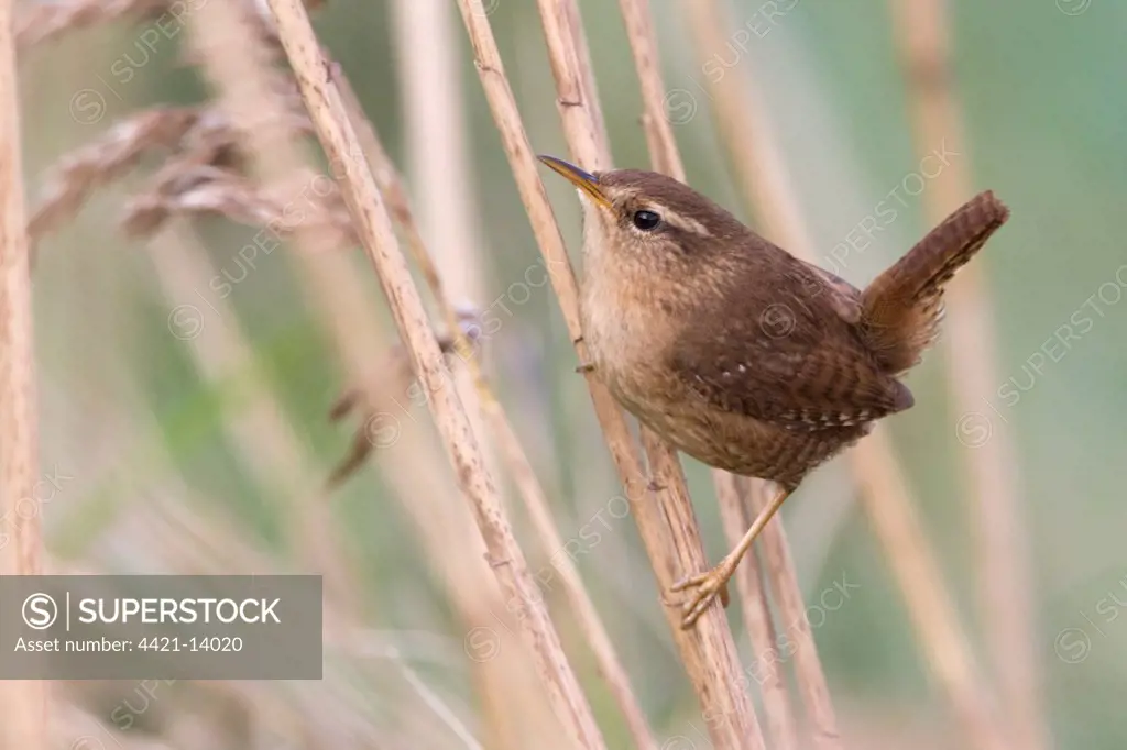 Winter Wren (Troglodytes troglodytes) adult, perched on reed stem in reedbed, Titchwell Marsh RSPB Reserve, Norfolk, England, january