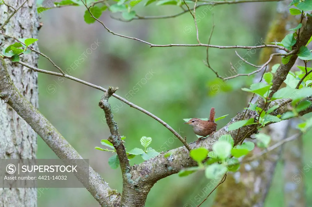 Winter Wren (Troglodytes troglodytes) adult, perched on tree branch in woodland habitat, Norfolk, England, april