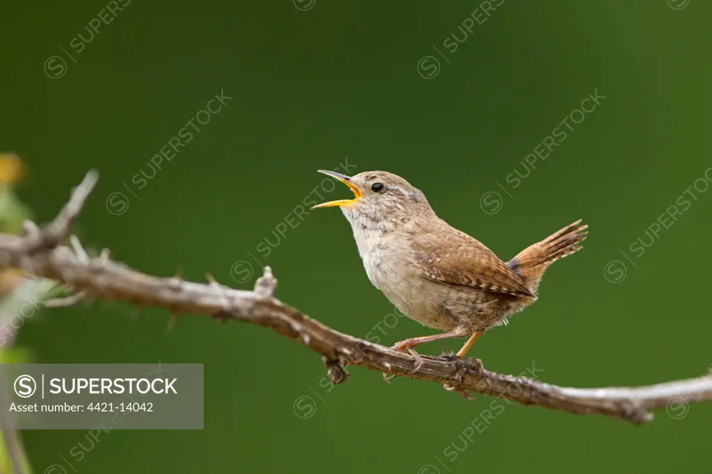 Eurasian Wren (Troglodytes troglodytes) adult male, singing, perched on bramble, Suffolk, England, july