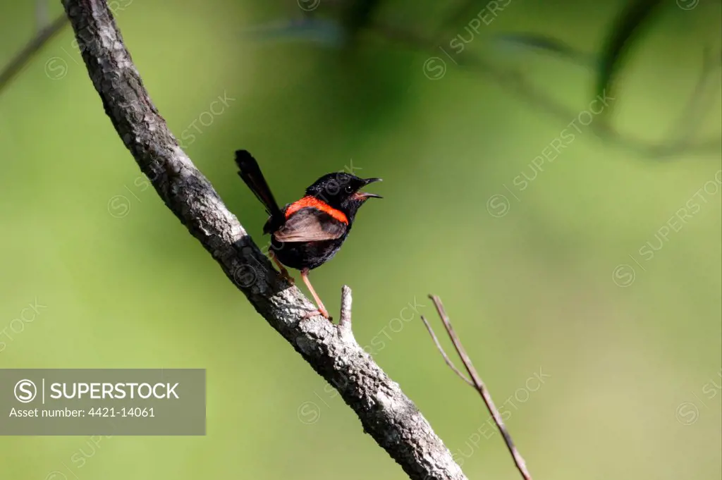 Red-backed Fairywren (Malurus melanocephalus) adult male, singing, perched on branch, Southeast Queensland, Australia