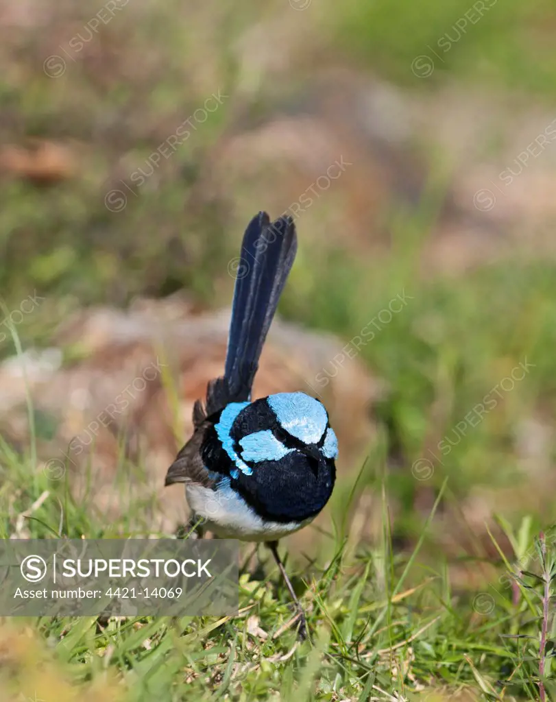 Superb Fairywren (Malurus cyaneus) adult male, standing on ground, Queensland, Australia