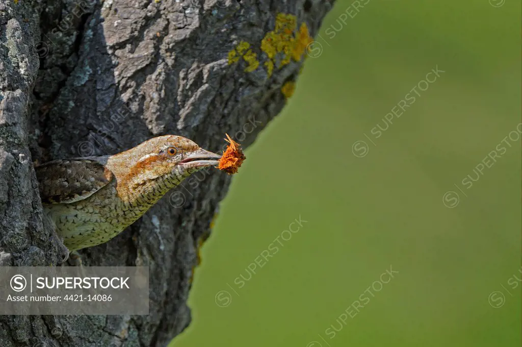 Eurasian Wryneck (Jynx torquilla) adult, at nesthole entrance in tree trunk, with wood chippings in beak excavated from hole, Bulgaria