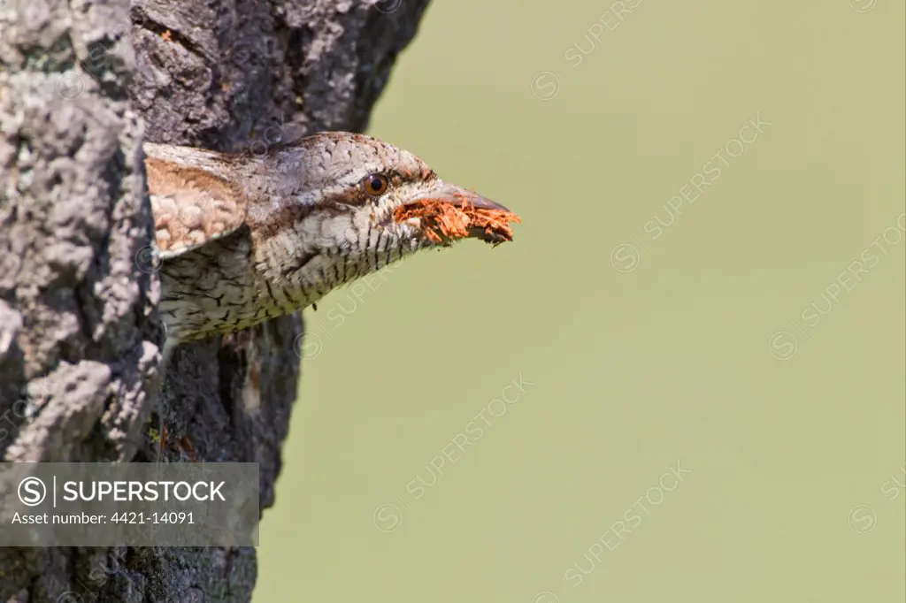 Eurasian Wryneck (Jynx torquilla) adult, with woodchips in beak, excavating nesthole in tree trunk, Bulgaria, may