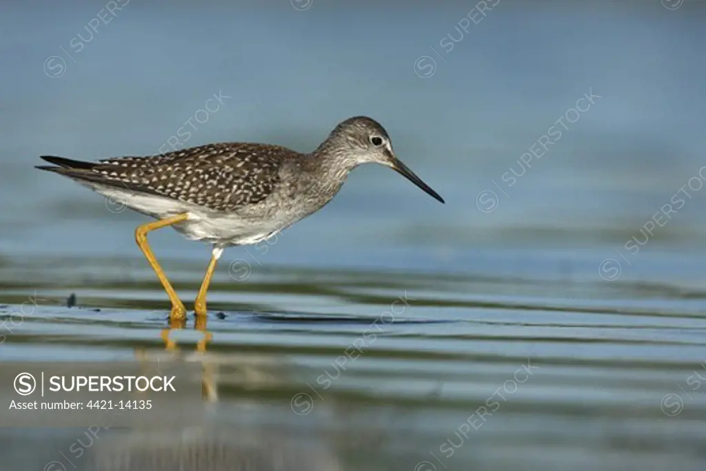 Lesser Yellowlegs (Tringa flavipes) adult, wading in shallow water, New York, U.S.A., summer