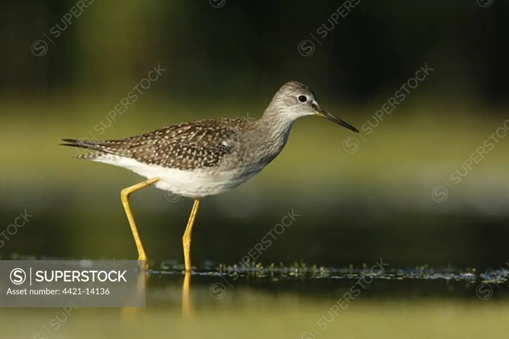 Lesser Yellowlegs (Tringa flavipes) adult, wading in shallow water, New York, U.S.A., summer