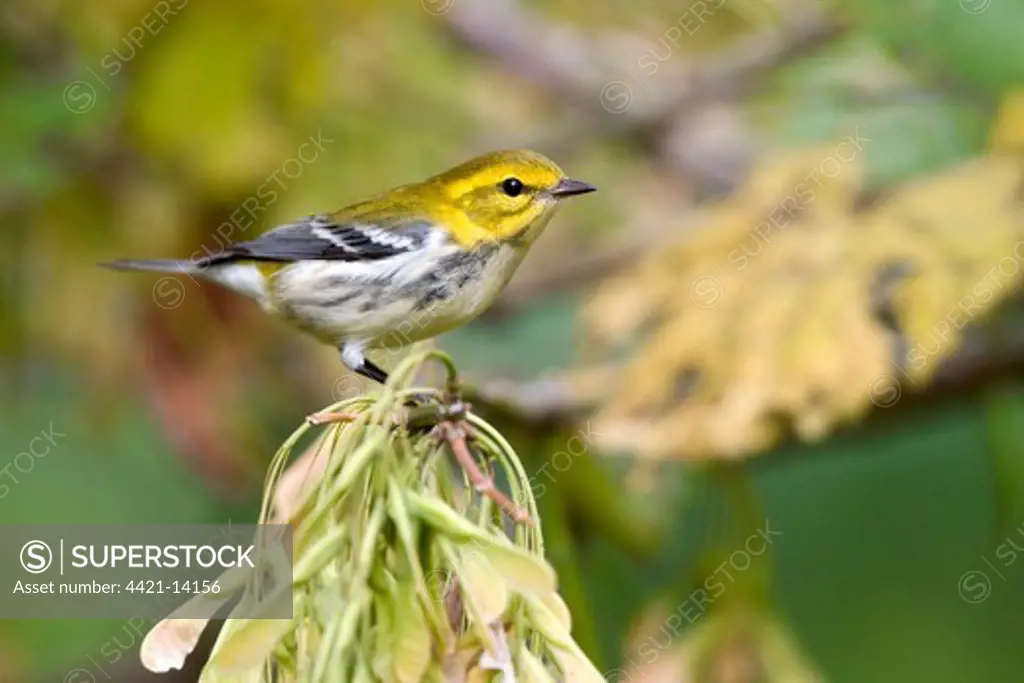 Black-throated Green Warbler (Dendroica virens) immature, first winter plumage, perched on box elder seeds, U.S.A.