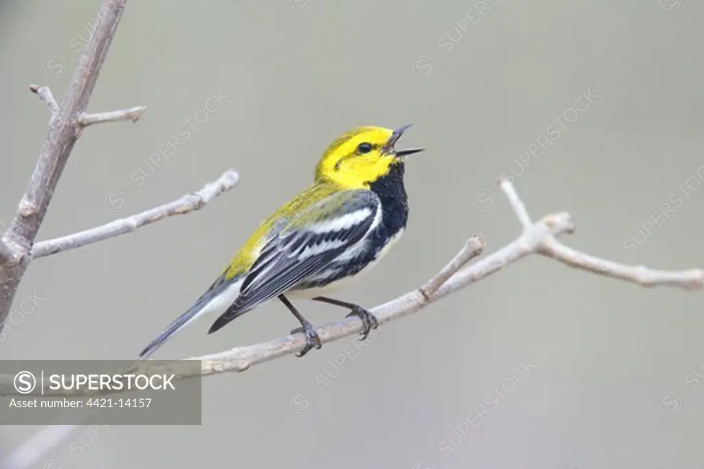 Black-throated Green Warbler (Dendroica virens) adult male, singing, perched on twig, U.S.A.