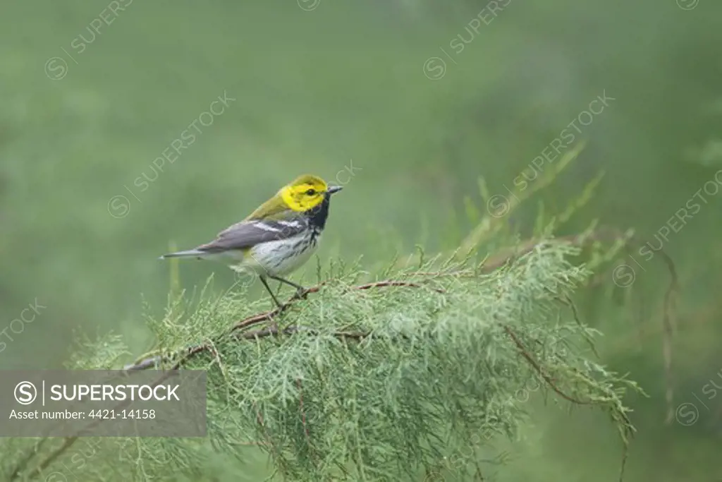 Black-throated Green Warbler (Dendroica virens) adult male, perched on branch, Quintana, Brazoria County, Texas, U.S.A., april